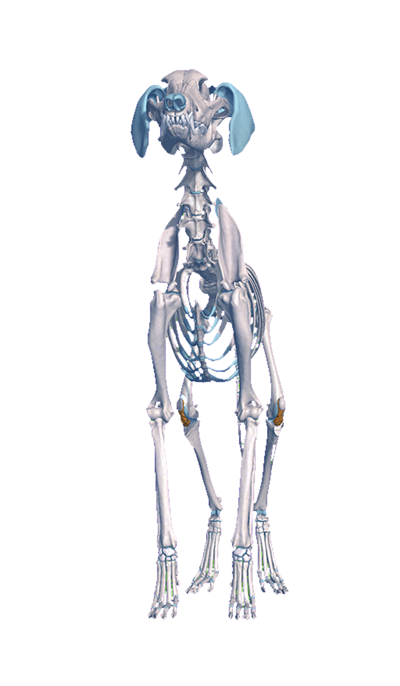 Skeletal